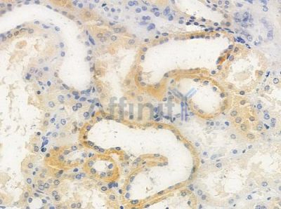 OR5K3 Antibody - DF5109 at 1/100 staining human normal kidney tissue by IHC-P.