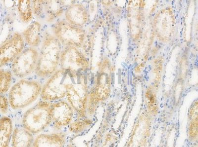 OR6C3 Antibody - DF5117 at 1/100 staining human normal kidney tissue by IHC-P.