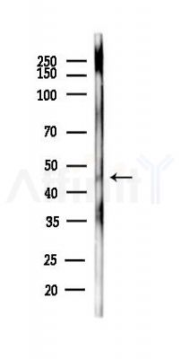 PEVR1 Antibody - Western blot analysis of lysates from Rat lung, using PEVR1 Antibody at 1/1000 dilution.