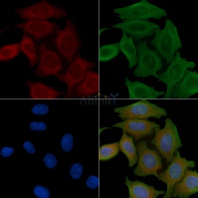 GPR103 Antibody - DF5147 staining Hela cells(45min of heat-shock) by IF/ICC.