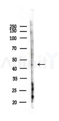 GPRC5A Antibody - Western blot analysis of lysates from Hela cells(heat-shock,45min treatment), using GPRC5A Antibody at 1/1000 dilution.