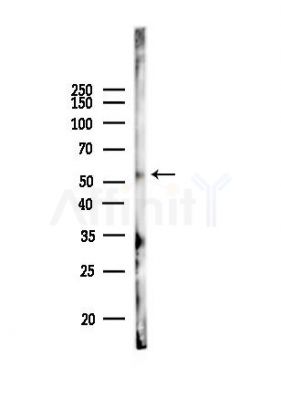 RXFP3 Antibody - Western blot analysis of lysates from Rat testis, using RXFP3 Antibody at 1/1000 dilution.
