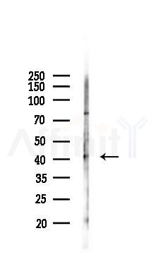 TMEM185A Antibody - Western blot analysis of lysates from RAW264.