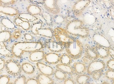 VN1R4 Antibody - DF5175 at 1/100 staining human normal kidney tissue by IHC-P.