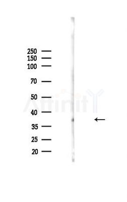 U12 Antibody - Western blot analysis of lysates from Mouse liver, using U12 Antibody at 1/1000 dilution.