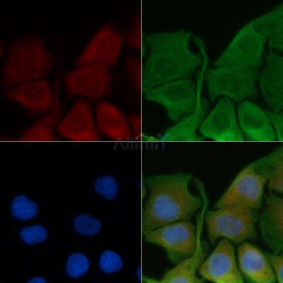 Bak Antibody - DF6011 staining Hela cells by IF/ICC.