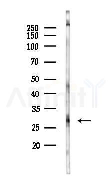 BCL-XL Antibody - Western blot analysis of lysates from Rat liver, using BCL-XL Antibody at 1/1000 dilution.