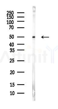 GFAP Antibody - Western blot analysis of lysates from Mouse brain, using GFAP Antibody at 1/1000 dilution.