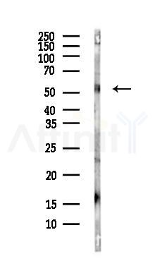 NAMPT Antibody - Western blot analysis of lysates from Mouse brain, using NAMPT Antibody at 1/1000 dilution.