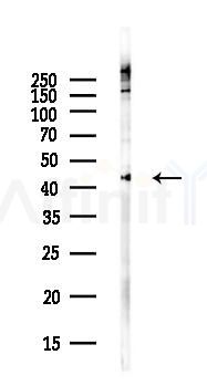 p53 Antibody - Western blot analysis of lysates from COLO205 cells(heat-shock,45min treatment), using p53 Antibody at 1/1000 dilution.