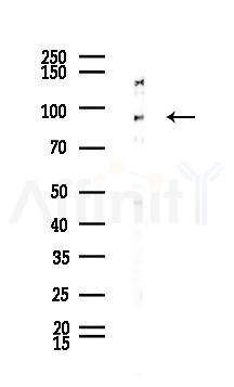 STAT5B Antibody - Western blot analysis of lysates from Rat liver, using STAT5B Antibody at 1/1000 dilution.
