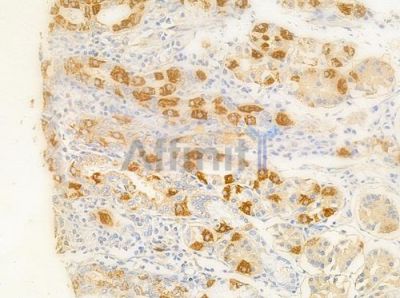 CDK4 Antibody - DF6102 at 1/100 staining human normal gastric tissue by IHC-P.