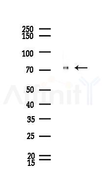 Grp75 Antibody - Western blot analysis of lysates from Rat liver, using Grp75 Antibody at 1/1000 dilution.