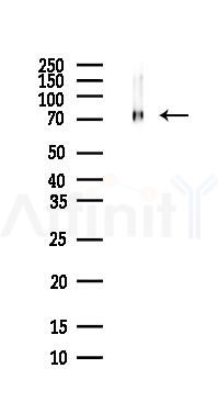 Grp75 Antibody - Western blot analysis of lysates from Mouse brain, using Grp75 Antibody at 1/1000 dilution.