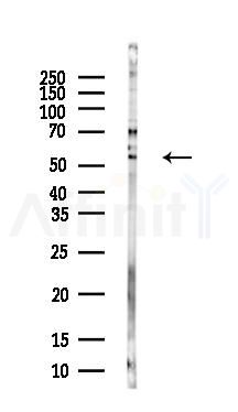 Desmin Antibody - Western blot analysis of lysates from Mouse brain, using Desmin Antibody at 1/1000 dilution.