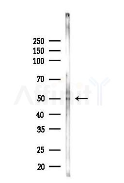 Parkin Antibody - Western blot analysis of lysates from Rat brain, using Parkin Antibody at 1/1000 dilution.
