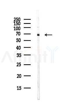 RPA1 Antibody - Western blot analysis of lysates from PC12 cells(LPS, 4h treatment), using RPA1 Antibody at 1/1000 dilution.