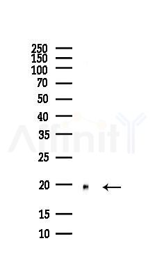 PPIA Antibody - Western blot analysis of lysates from PC12 cells(LPS, 4h treatment), using PPIA Antibody at 1/1000 dilution.
