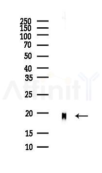 PPIA Antibody - Western blot analysis of lysates from Mouse brain, using PPIA Antibody at 1/1000 dilution.