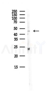 ADA Antibody - Western blot analysis of lysates from Mouse brain, using ADA Antibody at 1/1000 dilution.