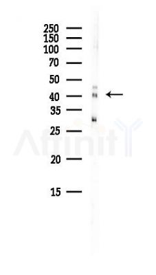 PRMT1 Antibody - Western blot analysis of lysates from HepG2 cells(heat-shock, 45min treatment), using PRMT1 Antibody at 1/1000 dilution.