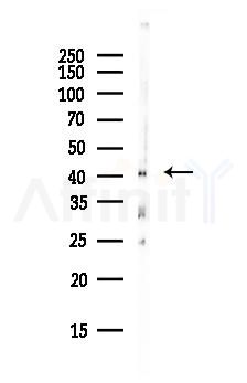PRMT1 Antibody - Western blot analysis of lysates from HepG2 cells(starvation, 24h treatment), using PRMT1 Antibody at 1/1000 dilution.