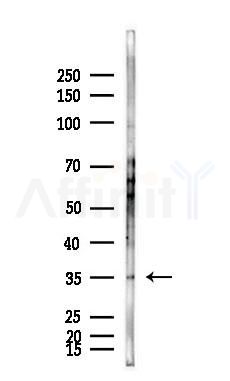 MLST8 Antibody - Western blot analysis of lysates from HepG2 cells(heat-shock,45min treatment), using MLST8 Antibody at 1/1000 dilution.