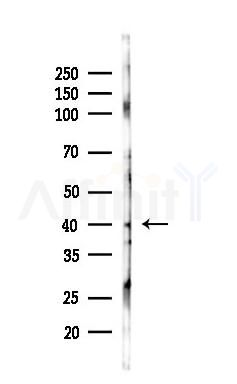 Bag 1 Antibody - Western blot analysis of lysates from Rat brain, using Bag 1 Antibody at 1/1000 dilution.