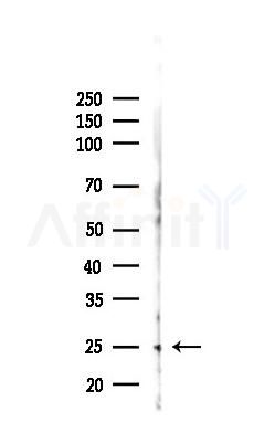 BCL10 Antibody - Western blot analysis of lysates from Rat brain, using BCL10 Antibody at 1/1000 dilution.