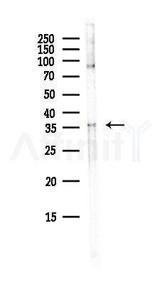 APEX1 Antibody - Western blot analysis of lysates from HepG2 cells(heat-shock, 45min treatment), using APEX1 Antibody at 1/1000 dilution.