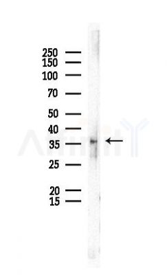 APEX1 Antibody - Western blot analysis of lysates from Rat liver, using APEX1 Antibody at 1/1000 dilution.