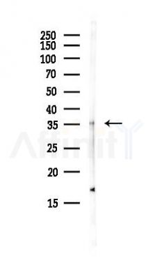 APEX1 Antibody - Western blot analysis of lysates from HepG2 cells(starvation, 24h treatment), using APEX1 Antibody at 1/1000 dilution.