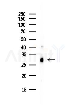 APOA1 Antibody - Western blot analysis of lysates from HepG2 cells(starvation, 24h treatment), using APOA1 Antibody at 1/1000 dilution.