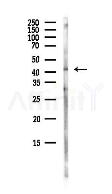 DUSP6 Antibody - Western blot analysis of lysates from Mouse brain, using DUSP6 Antibody at 1/1000 dilution.