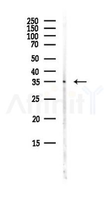 STUB1/CHIP Antibody - Western blot analysis of lysates from Mouse brain, using STUB1/CHIP Antibody at 1/1000 dilution.