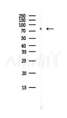 CAPN1 Antibody - Western blot analysis of lysates from HepG2 cells(heat-shock, 45min treatment), using CAPN1 Antibody at 1/1000 dilution.