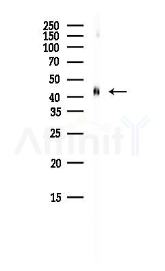 FEN1 Antibody - Western blot analysis of lysates from HepG2 cells(heat-shock, 45min treatment), using FEN1 Antibody at 1/1000 dilution.