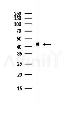 FEN1 Antibody - Western blot analysis of lysates from HepG2 cells(starvation, 24h treatment), using FEN1 Antibody at 1/1000 dilution.