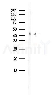 SERPINB5 Antibody - Western blot analysis of lysates from Mouse brain, using SERPINB5 Antibody at 1/1000 dilution.