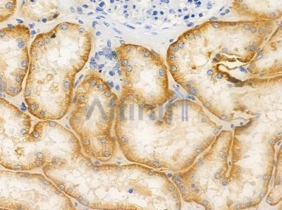 STIP1 Antibody - DF6351 at 1/100 staining human normal kidney tissue by IHC-P.