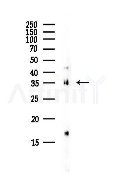 JAM1 Antibody - Western blot analysis of lysates from Rat lung, using JAM1 Antibody at 1/1000 dilution.