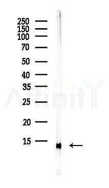 MIF Antibody - Western blot analysis of lysates from MCF7 cells(heat-shock,45min treatment), using MIF Antibody at 1/1000 dilution.