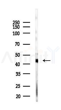 AGER/RAGE Antibody - Western blot analysis of lysates from Rat lung, using AGER/RAGE Antibody at 1/1000 dilution.