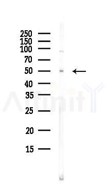 CLU Antibody - Western blot analysis of lysates from PC12 cells(LPS, 4h treatment), using CLU Antibody at 1/1000 dilution.