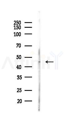 ADIPOR1 Antibody - Western blot analysis of lysates from Rat lung, using ADIPOR1 Antibody at 1/1000 dilution.