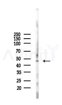 PICK1 Antibody - Western blot analysis of lysates from Mouse testis, using PICK1 Antibody at 1/1000 dilution.