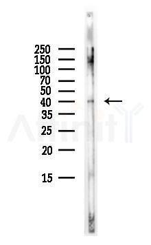 Caspase 7 Antibody - Western blot analysis of lysates from Mouse brain, using Caspase 7 Antibody at 1/1000 dilution.