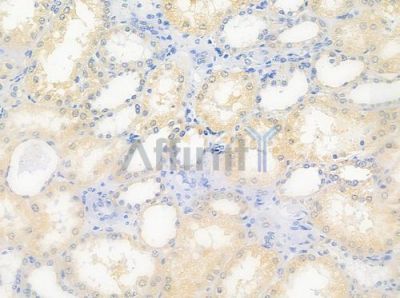 PSMC5 Antibody - DF6445 at 1/100 staining human normal kidney tissue by IHC-P.
