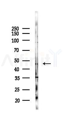 BMP4 Antibody - Western blot analysis of lysates from 293 cells(heat-shock,45min treatment), using BMP4 Antibody at 1/1000 dilution.