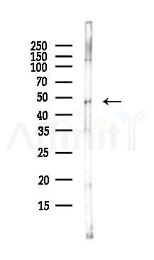 CHRM1 Antibody - Western blot analysis of lysates from PC12 cells(LPS, 4h treatment), using CHRM1 Antibody at 1/1000 dilution.